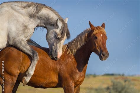 Nice girl wanted to document how <b>gay</b> <b>horses</b> mate, she knew that both of them are so horny and wanted to intensely fuck, that stallion has a huge dick it filled the other <b>horse's</b> ass full of cum until he started screaming from joy. . Gay horse mating porn